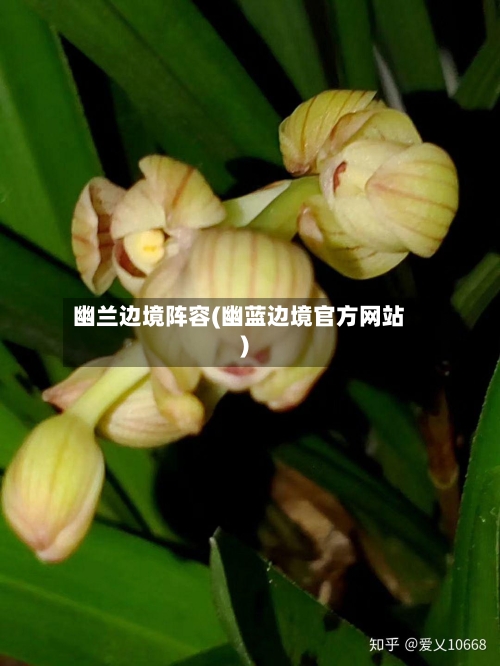 幽兰边境阵容(幽蓝边境官方网站)