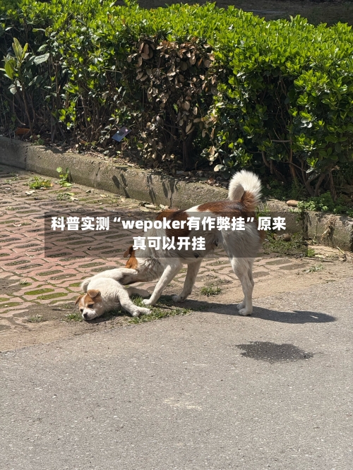 科普实测“wepoker有作弊挂”原来真可以开挂-第2张图片