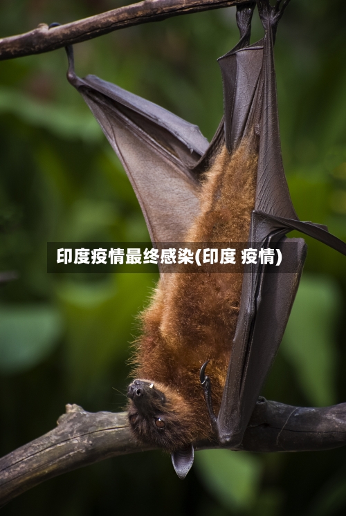 印度疫情最终感染(印度 疫情)