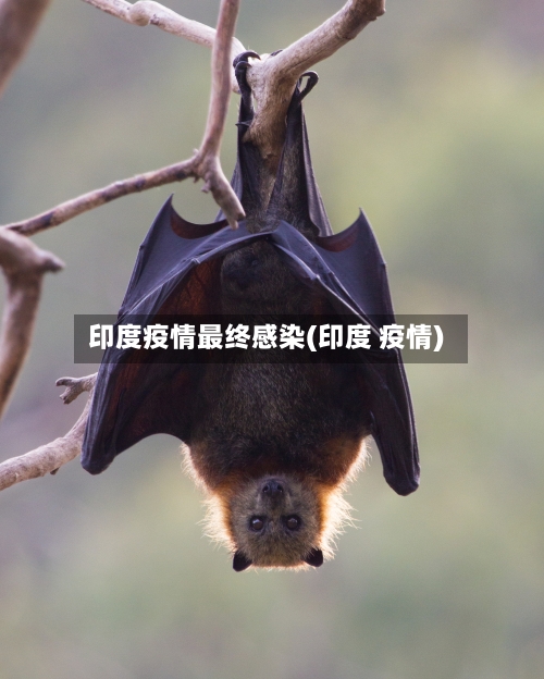 印度疫情最终感染(印度 疫情)-第3张图片